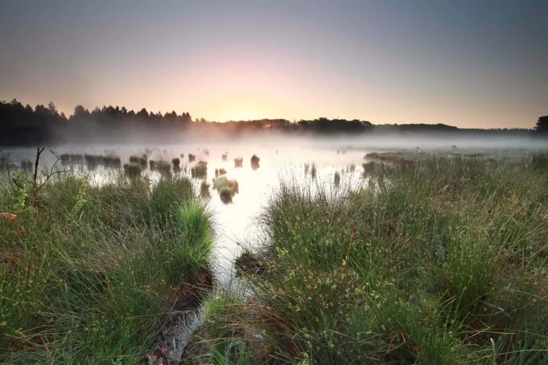 Forschungen für Biodiversität und Moore erhalten Deutschen Umweltpreis