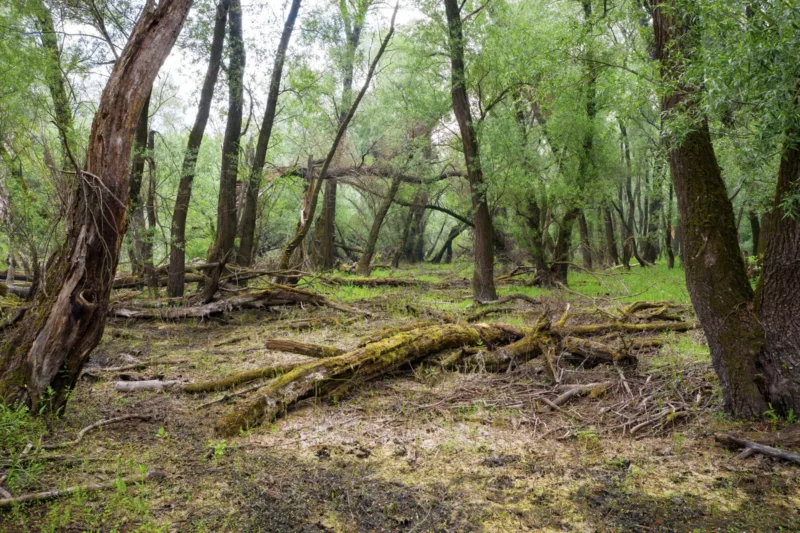 Verrottende Pflanzen im Wald