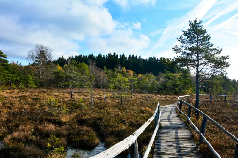 Brücke geht über eine Moorlandschaft in Deutschland
